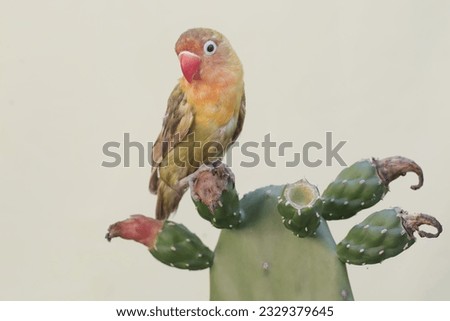 A lovebird eating a wild cactus flower. This bird which is used as a symbol of true love has the scientific name Agapornis fischeri.