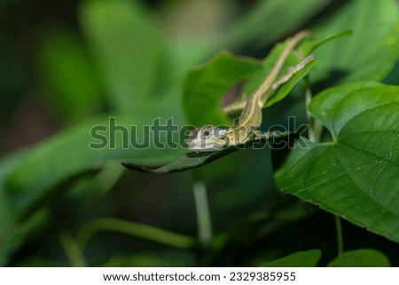 A lizart on green leaf