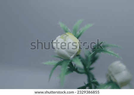 Close-up of beutiful miniature plants 
