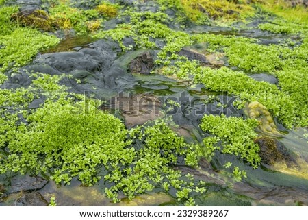Small stream of water flowing through Volcanic Icelandic landscape with Bright Green fresh moss