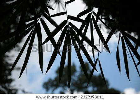 The bamboo leaves in the dark corner behind the sky Selective focus