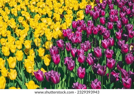 Spring carpet picture of purple and yellow golden tulips in the park, plantation                               