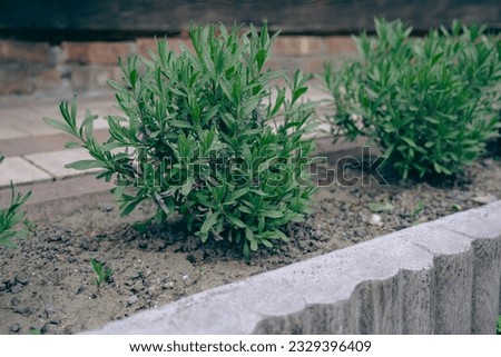 Lavender on the background of a wooden house - buds of flowers