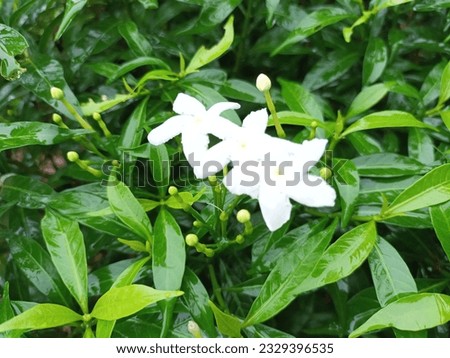 A classic picture of white flowers of Pinwheel flower, or Tabernaemontana divaricata, commonly called crape jasmine, East India rosebay, and Nero's crown, are blooming in the garden with green leaves.