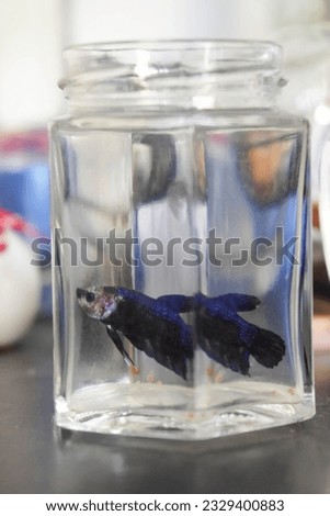 Beautiful betta fish in plastic aquarium containers from used jars, Pets for Adults and Children