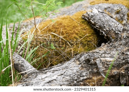 Close up of a tree trunk covered with moss and lichen.