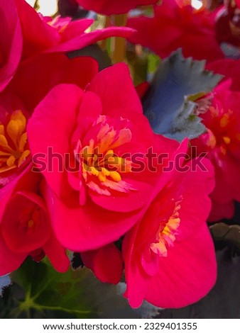 Begonia Belove Red Flowers in balcony garden, close up. Royalty-Free Stock Photo #2329401355