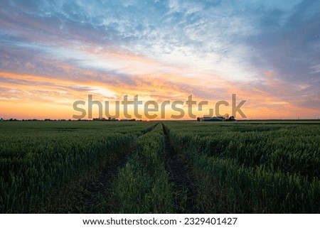 Idyllic view of a colorful sunset over a wheat field Royalty-Free Stock Photo #2329401427