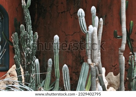 Various kind of Cactus Plants 