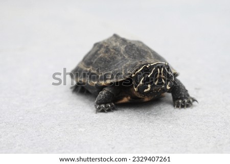 The turtle on gray background is suitable for presentations.