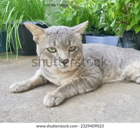 egyptian cat laying on the ground with potted plants in the background.