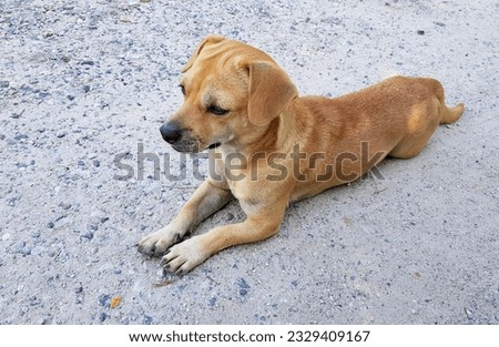 labrador retriever laying on the ground looking at something.