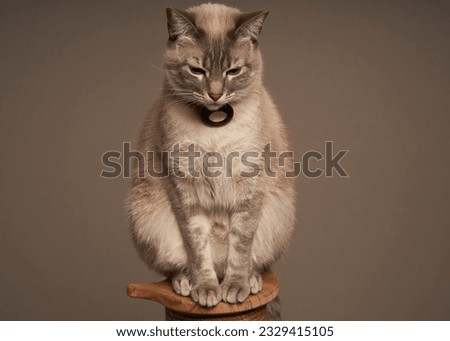 The cat is about to fall asleep sitting on a pedestal