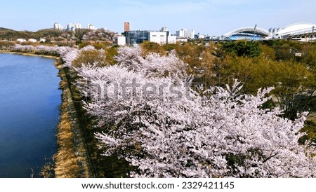 I saw cherry blossoms in full bloom in Ansan, Korea.
It's even more beautiful when you look at it from the sky