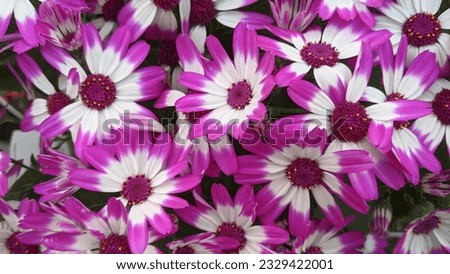 Colorful flowers in natural lighting 