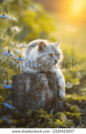 Photo of a gray fluffy cat in a summer garden at sunset.