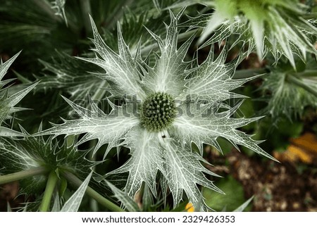 Eryngium bourgatii giant sea holly plant close up green colour Royalty-Free Stock Photo #2329426353