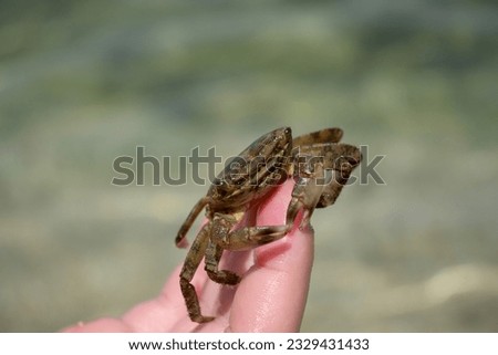 small crab on a child's hand