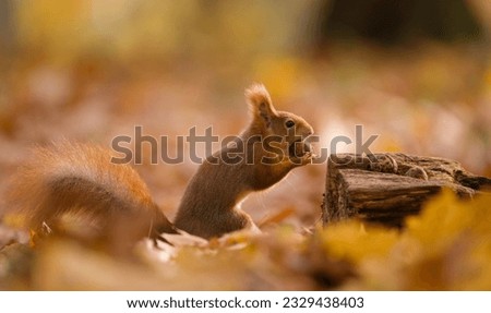 Beautiful autumn scene with a cute european red squirrel. the squirrel sits in the autumn leaves. Sciurus vulgaris Royalty-Free Stock Photo #2329438403