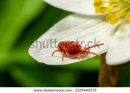 Close up macro Red velvet mite or Trombidiidae in natural environment on a white anemone flower. Royalty-Free Stock Photo #2329440579