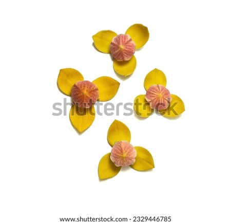 Yellow flowers (Mitrephora keithii) Annonaceae family tree.