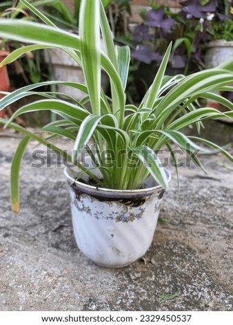 Close up of a paris lily in a used cup of white color. Chlorophytum comosum, commonly called spider plant or paris lily is a species of evergreen perennial flowering plant of the Asparagaceae family. 