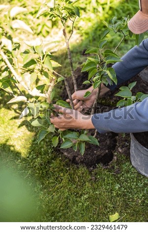 Landscaping of the territory. Caring for the environment. Planting plants. work in the garden. Tree transplant.  Plant cultivation. Royalty-Free Stock Photo #2329461479