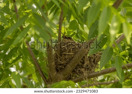 Cedar Waxwing sitting on her nest Royalty-Free Stock Photo #2329471083