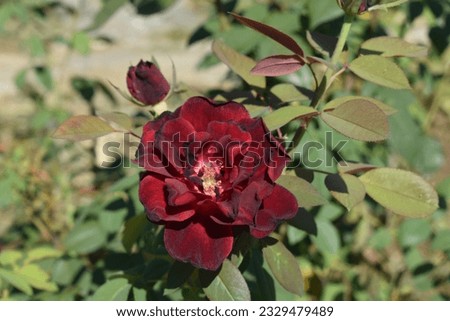 Bright, deep red bengal rose or Rosa chinensis flower under the sunlight. Close up photo of a beautiful romantic flower. Classic rose against a blurry background. Floral wallpaper. 