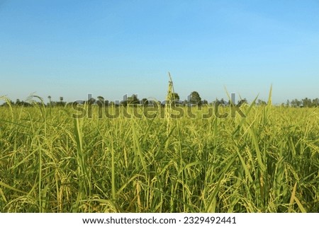 Good view landscape of rice field