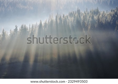 forest landscape in morning fog. beautiful nature background in autumn. weather in fall season