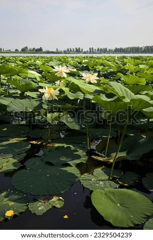 Expanse  of lotus on a sunny and cloudy day in summer in the italian countryside seen from a shore