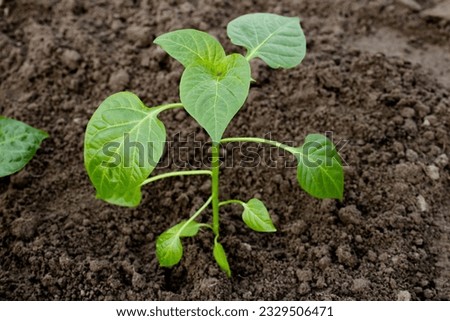 A young pepper sprout on beds in the garden. Spring garden work. The concept of organic farming and ecological vegetable growing. Organic food without GMOs.