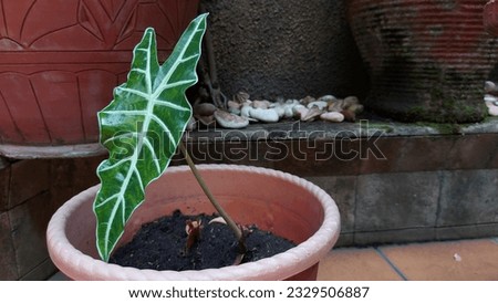 Alocasia Amazonica Sanderiana Plant in plastic pot on nature background. Alocasia is a plant with the genus Rhizomatous. Plants to decorate the house and clean the air from pollution.