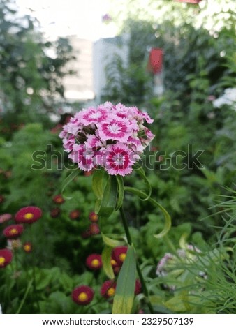 Beautiful picture of garden pink flower.