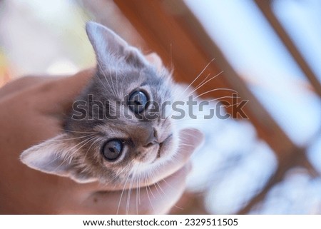 Little kitten taken in a hand