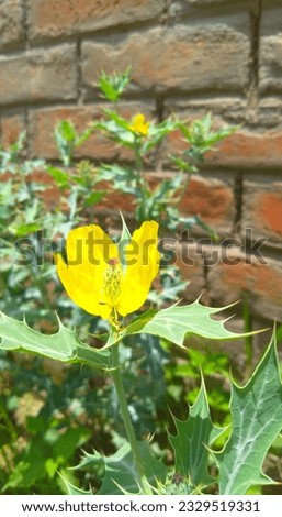 Image of the yellow colour junglee flower. Royalty-Free Stock Photo #2329519331