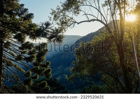 Tree crowns of Araucaria, aka Araucaria angustifolia, in forest of southern Brazil. Royalty-Free Stock Photo #2329520631