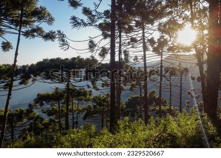 Tree crowns of Araucaria, aka Araucaria angustifolia, in forest of southern Brazil. Royalty-Free Stock Photo #2329520667