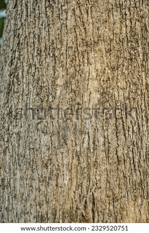 Big teak tree bark texture Royalty-Free Stock Photo #2329520751