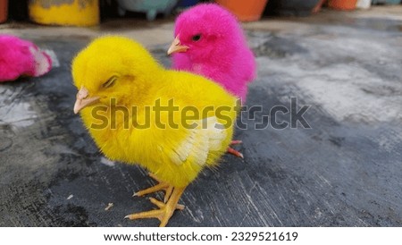 chicks with colour. full of colour. rainbow chicks. so funny