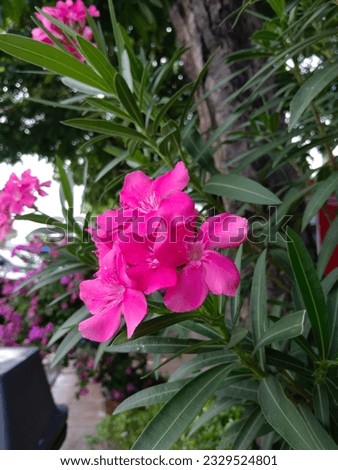 Photograph of flowers in a gas station in Thailand