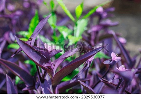 Tradescantia pallida is a species of spiderwort similar to T. fluminensis and T. zebrina. The cultivar T. pallida 'Purpurea' is commonly called purple secretia, purple-heart, or purple queen. It is na