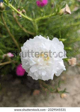 
A white flower with green leaves