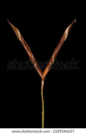 Spring Vetchling (Lathyrus vernus). Mature Infructescence Closeup Royalty-Free Stock Photo #2329546637