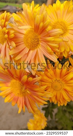Beautiful sunflowers picture Nature in garden