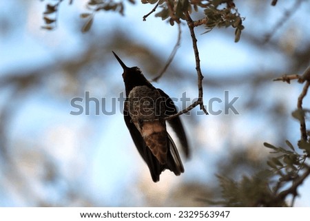 Desert Hummingbird perched in Tree