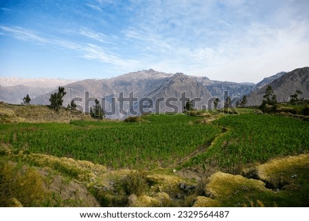 Organic corn fields in the Colca canyon near the city of Arequipa in Peru.