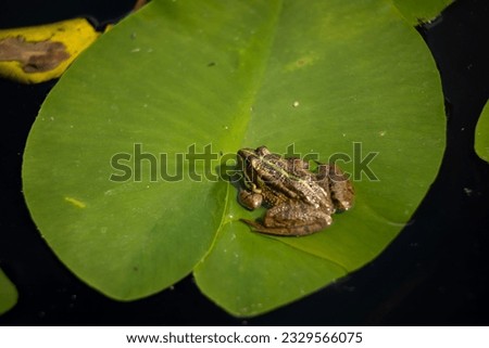 frogs by the pond in the center of Prague Royalty-Free Stock Photo #2329566075