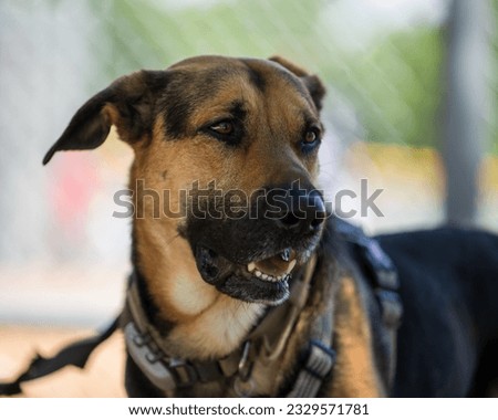 Happy dog. German Shepherd and Rhodesian Ridgeback mixed breed male dog.  Large dog with halter and leash with bokeh background.   Royalty-Free Stock Photo #2329571781